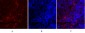 Synapsin I Polyclonal Antibody